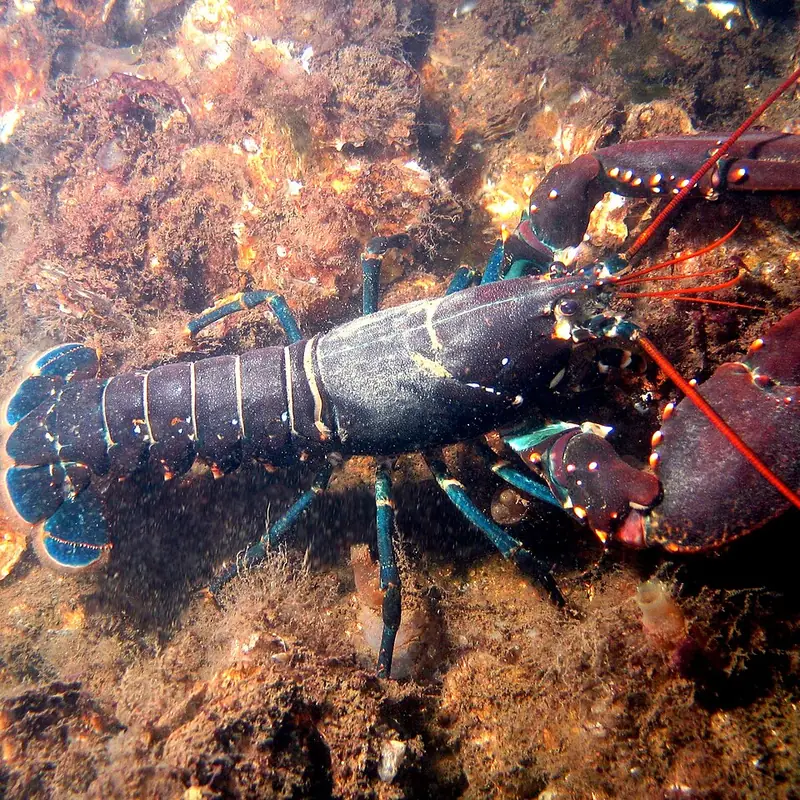 Levende kreeft